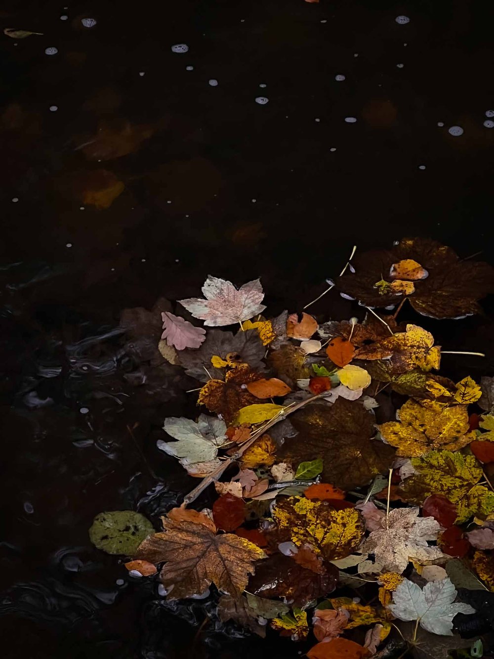 PORTRAIT OF AN AUTUMN DAY — Lotus Blu Book Art