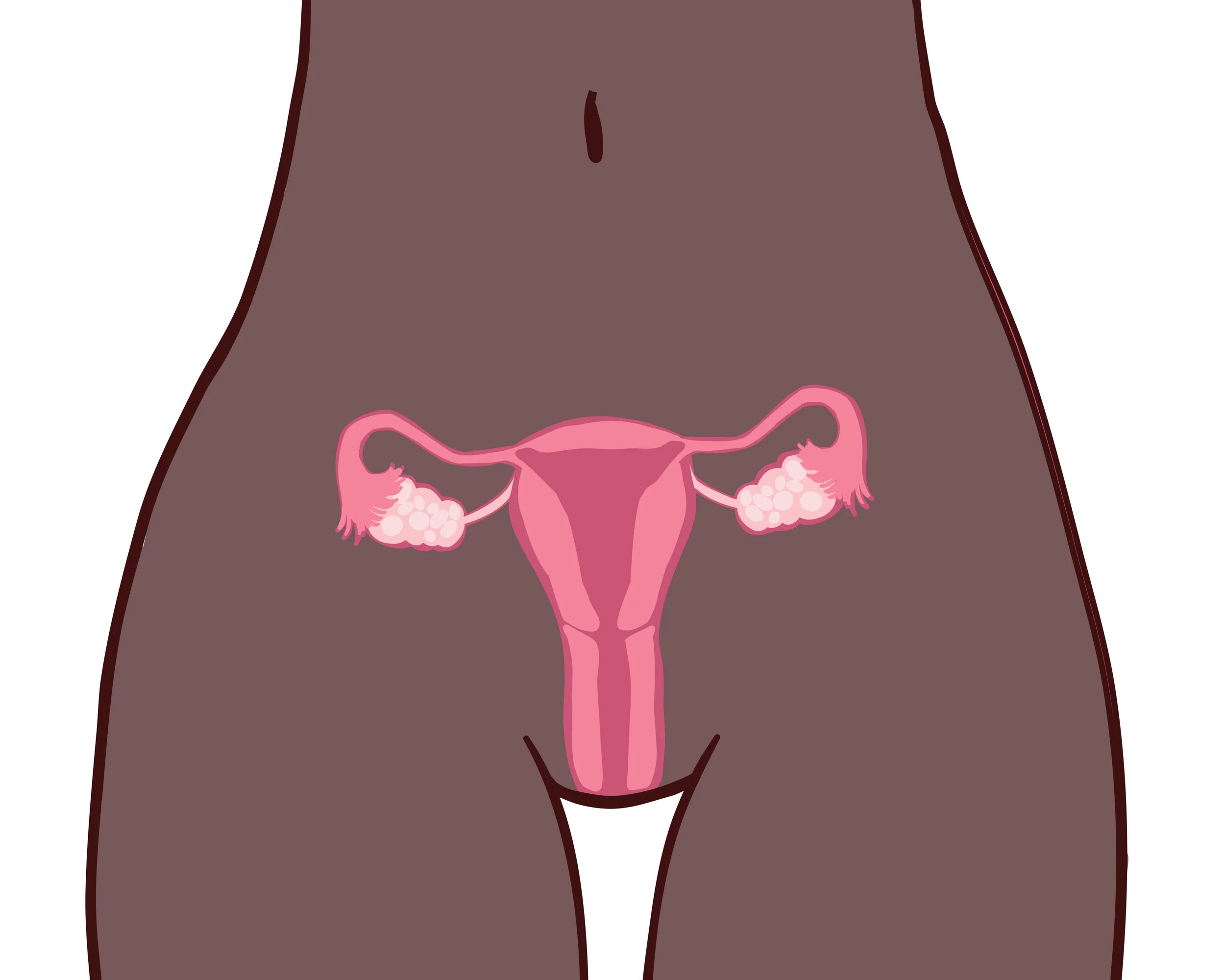 african american cisfemale reprodutive organs 1.jpg