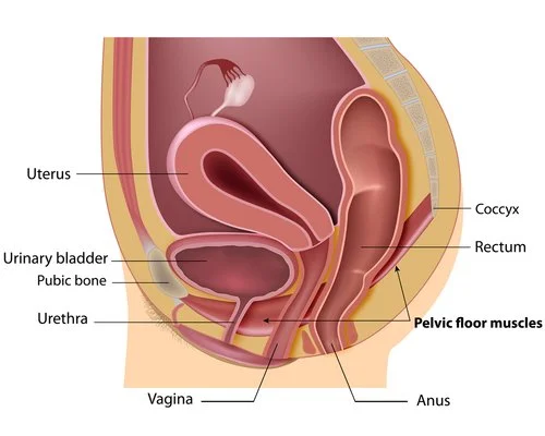 Side view of female pelvic organs and pelvic floor muscles