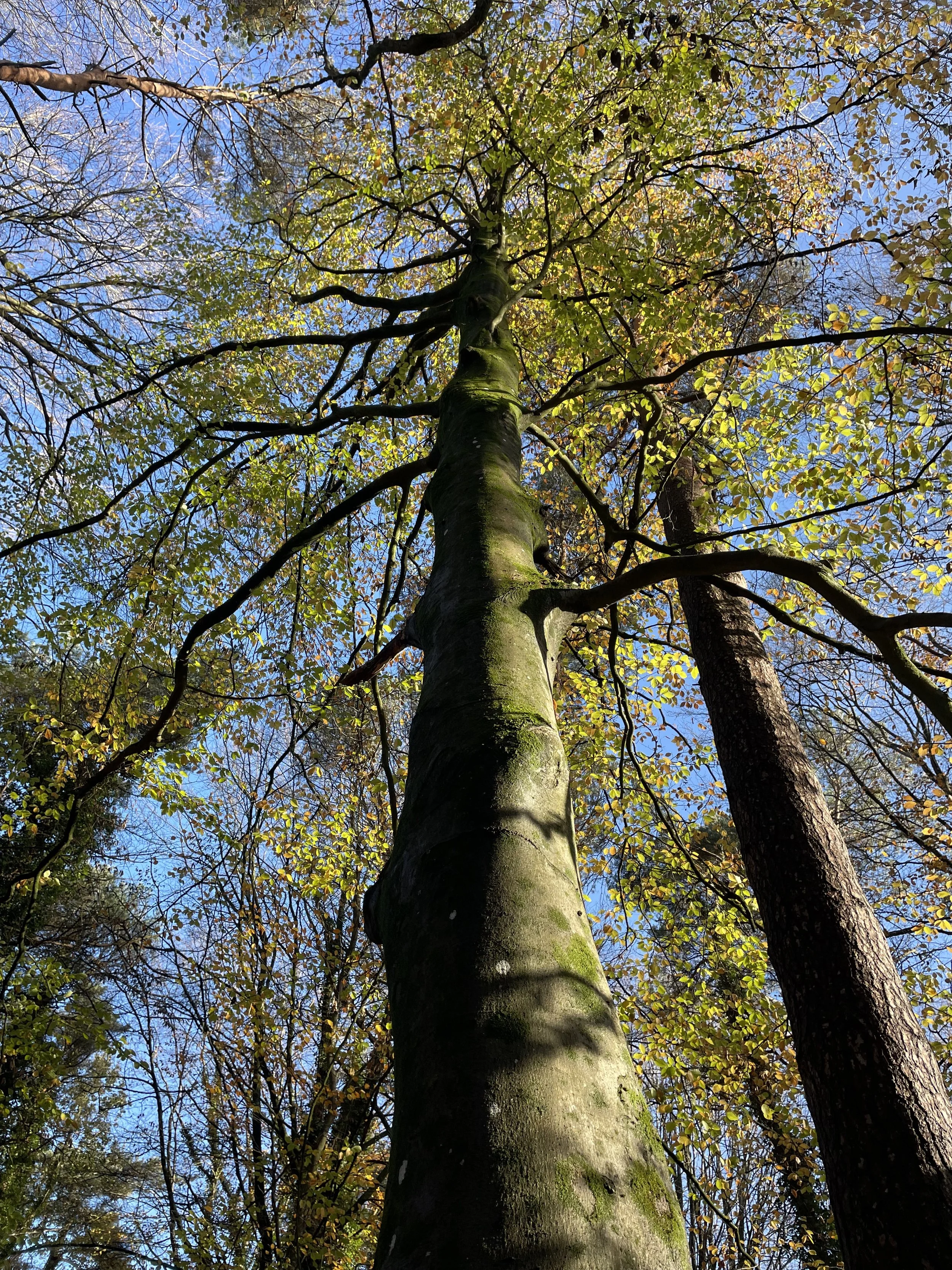 Creative Writing in the Woods