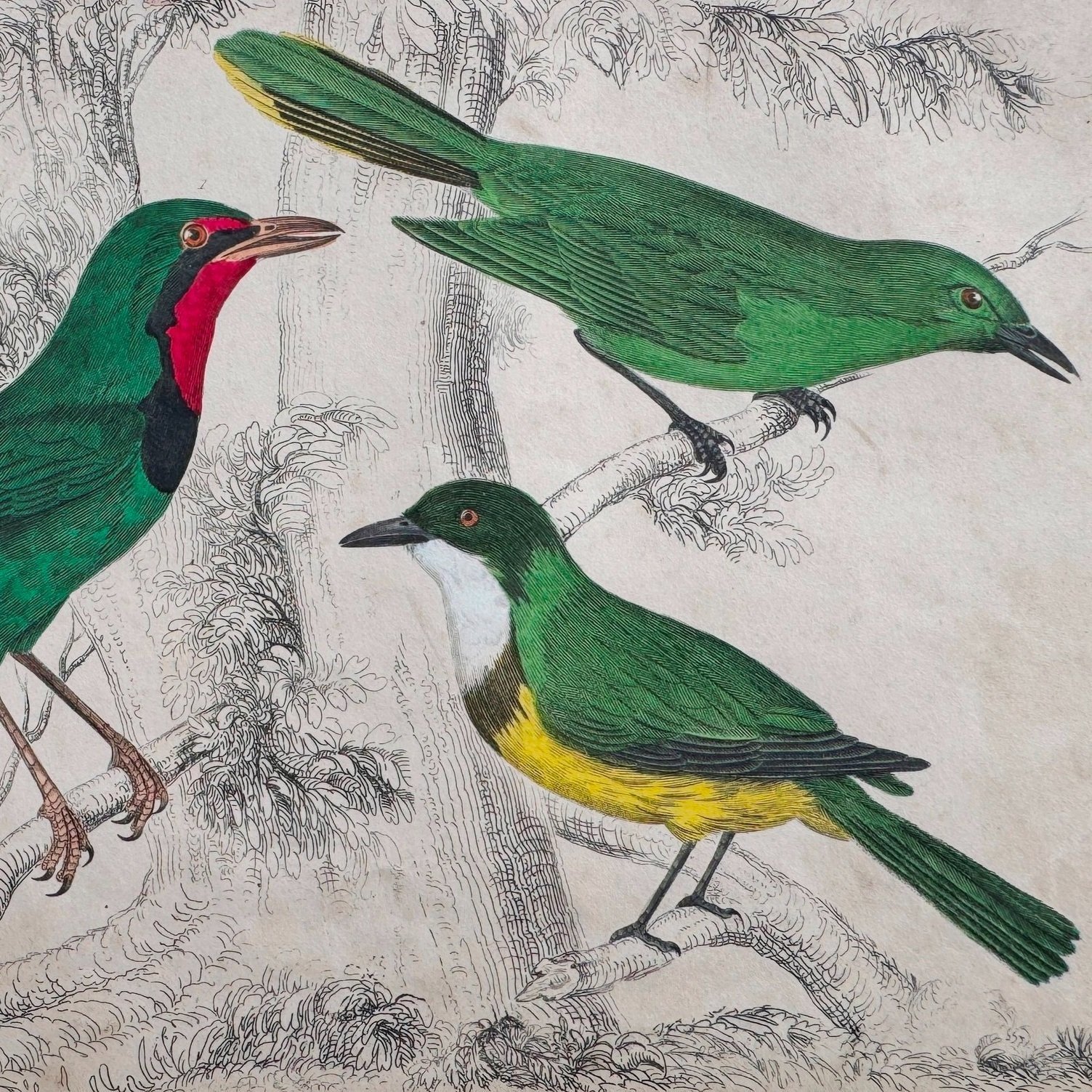 exotic%2Bbirds%2B2a.jpg