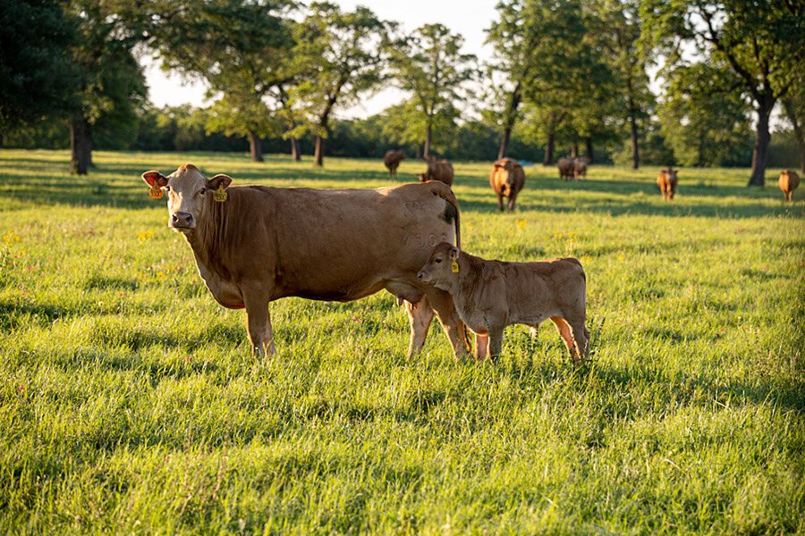 Cow/Calf Pair