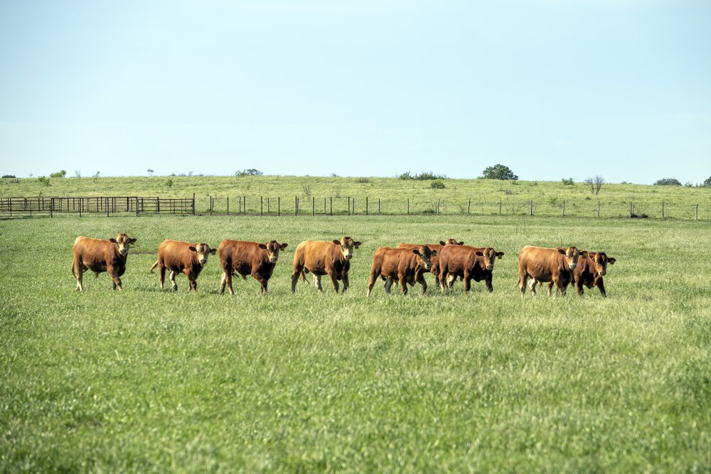 Akaushi Bulls