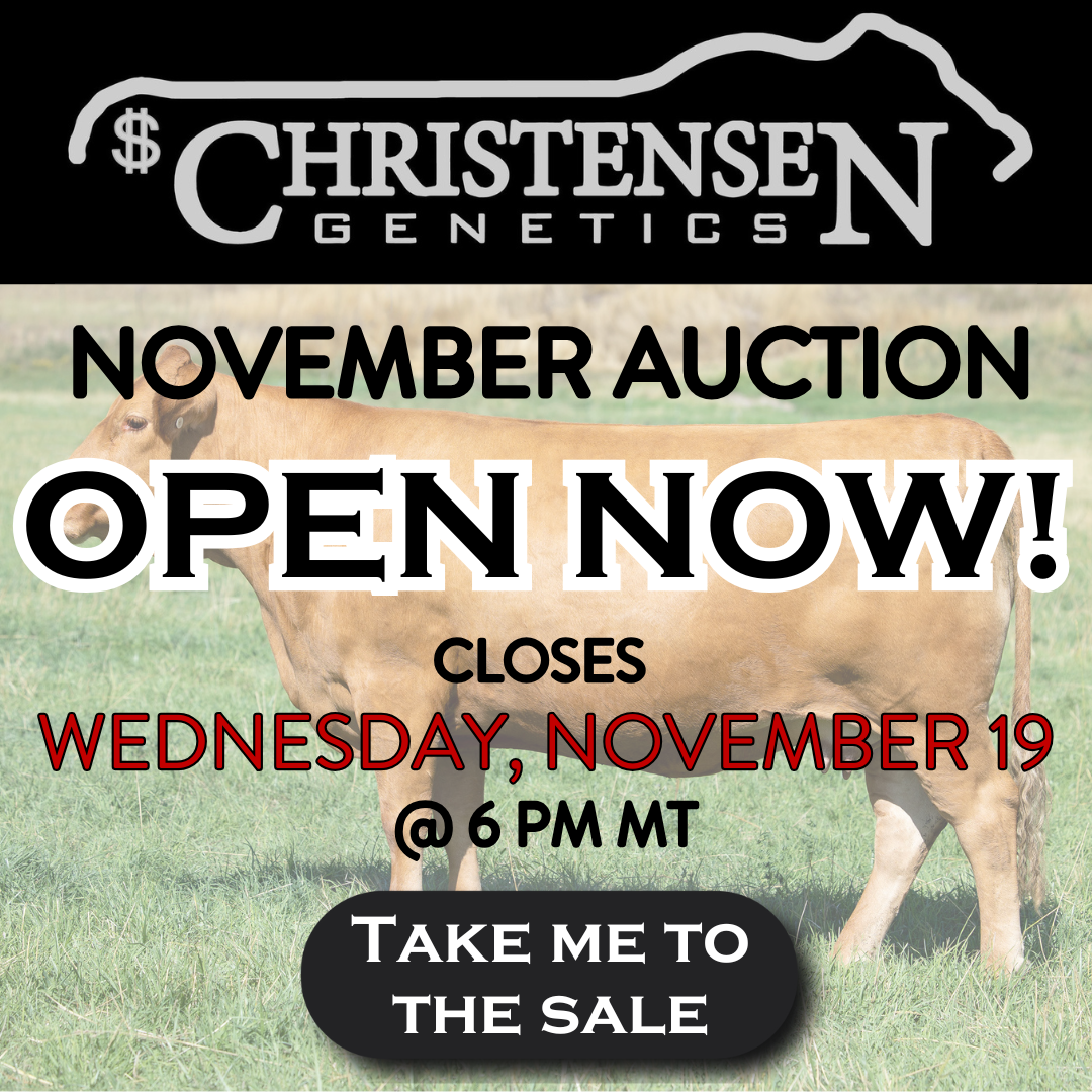 Christensen Genetics November Auction