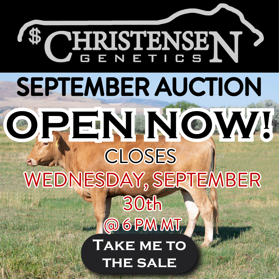 Christensen Genetics September Auction