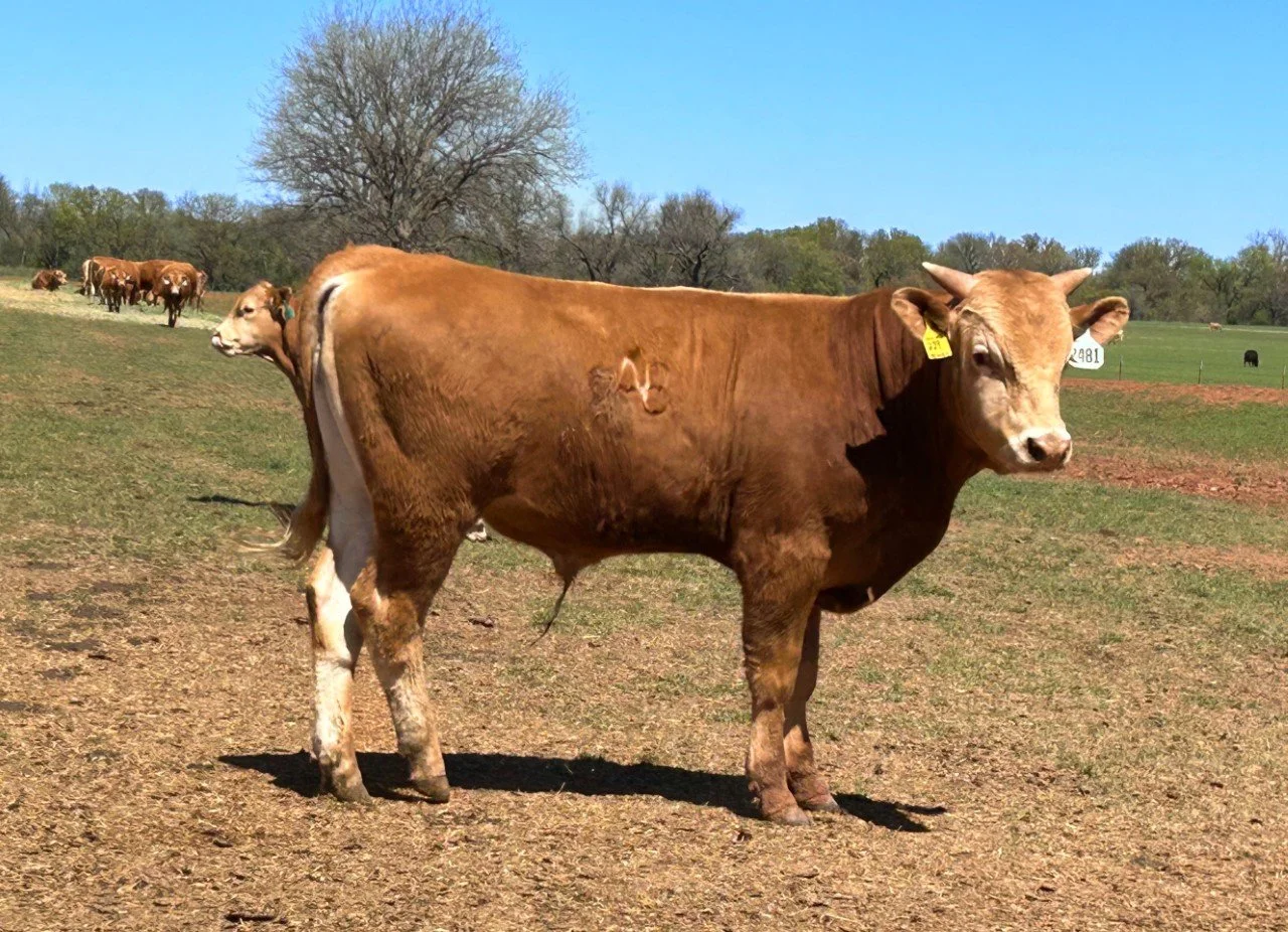 ABN Ranch — Akaushi Association Association