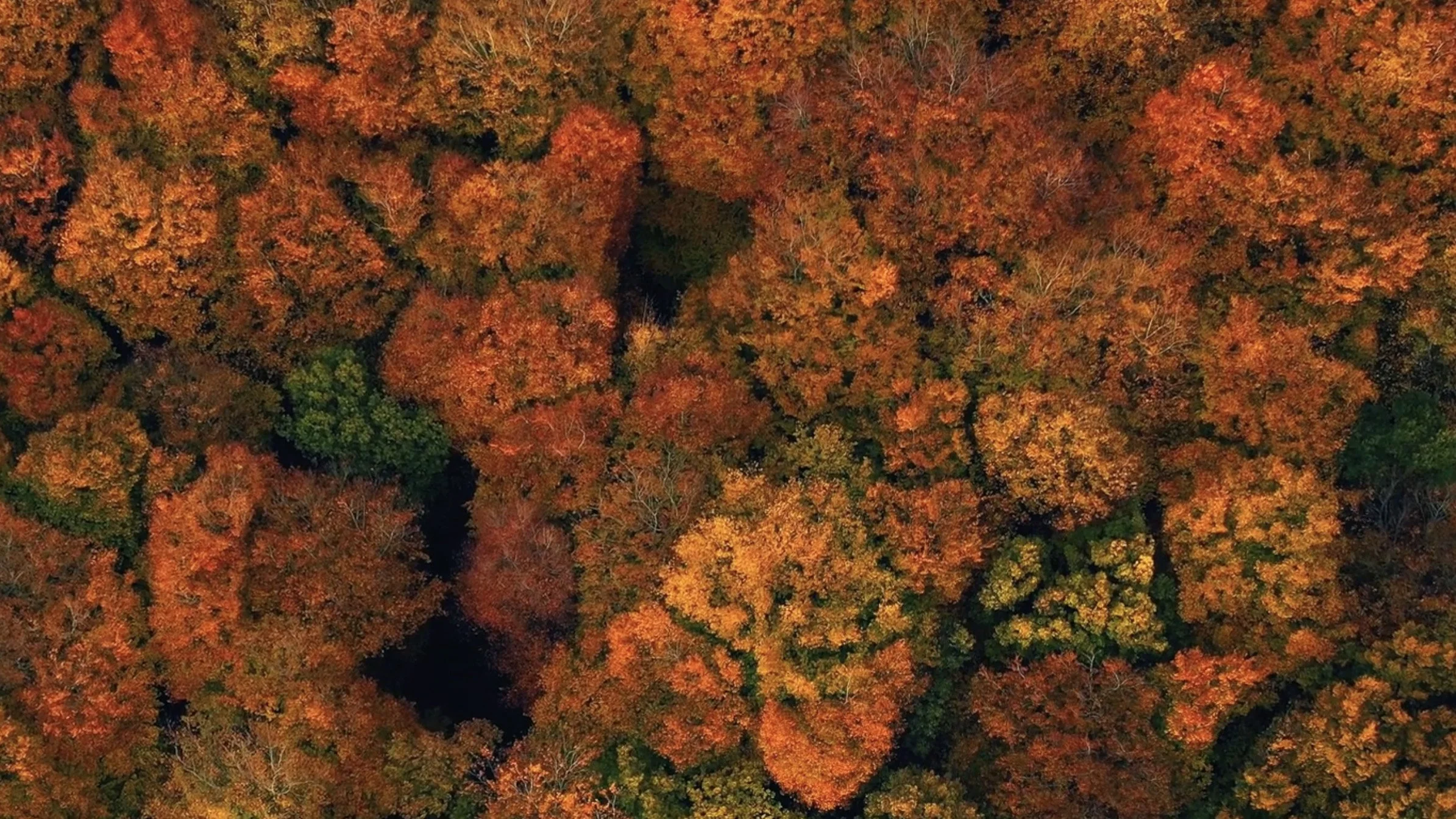 vitamina d otoño copia.jpg
