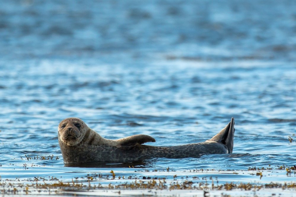 grey-seal-gcba830f73_1280.jpg