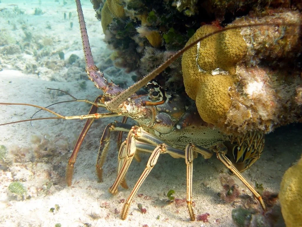 Snorkeling for lobsters in Aguadilla Puerto Rico