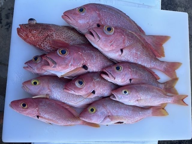 Yellow Eye Snapper