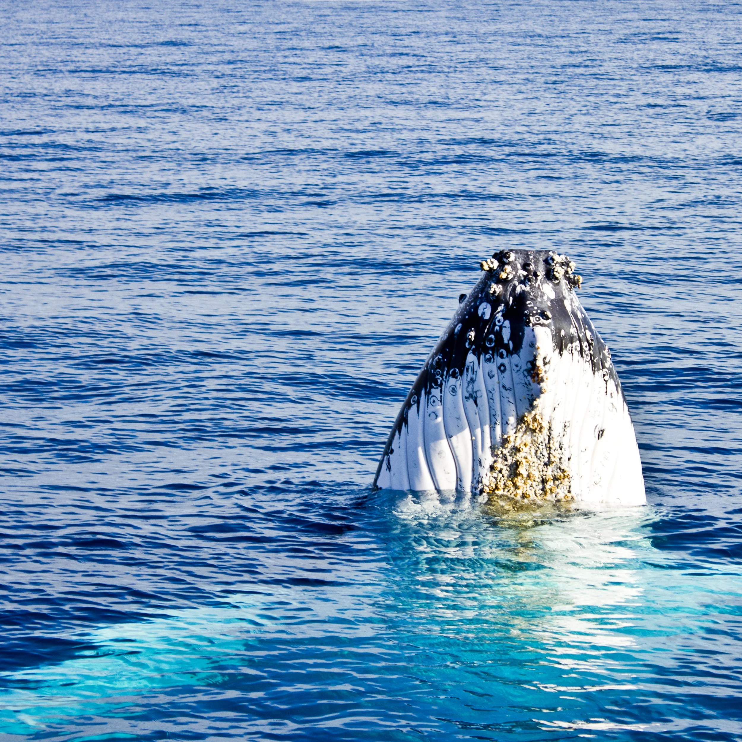Observar ballenas jorobadas frente a Rincón, en Puerto Rico, durante los meses de invierno desde un barco.