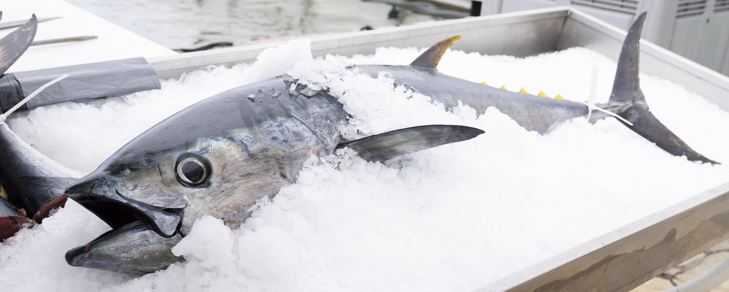 Tuna low quality.jpg