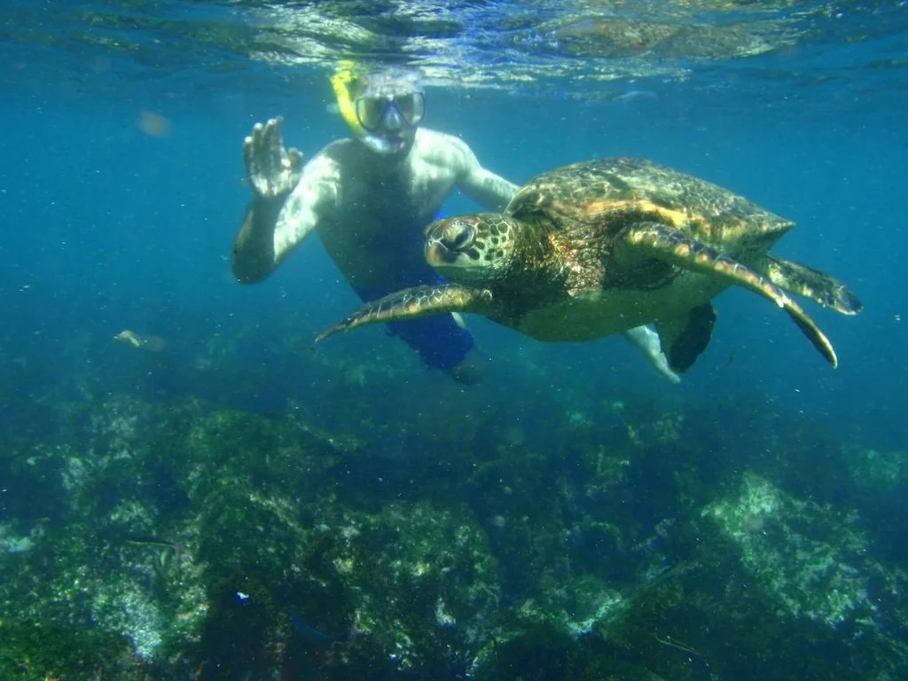 Snorkel con tortugas marinas en Rincón (Puerto Rico)