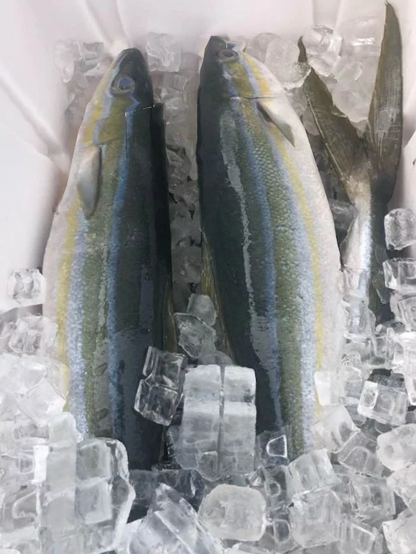 Fresh fish and seafood market in Rincon.jpg