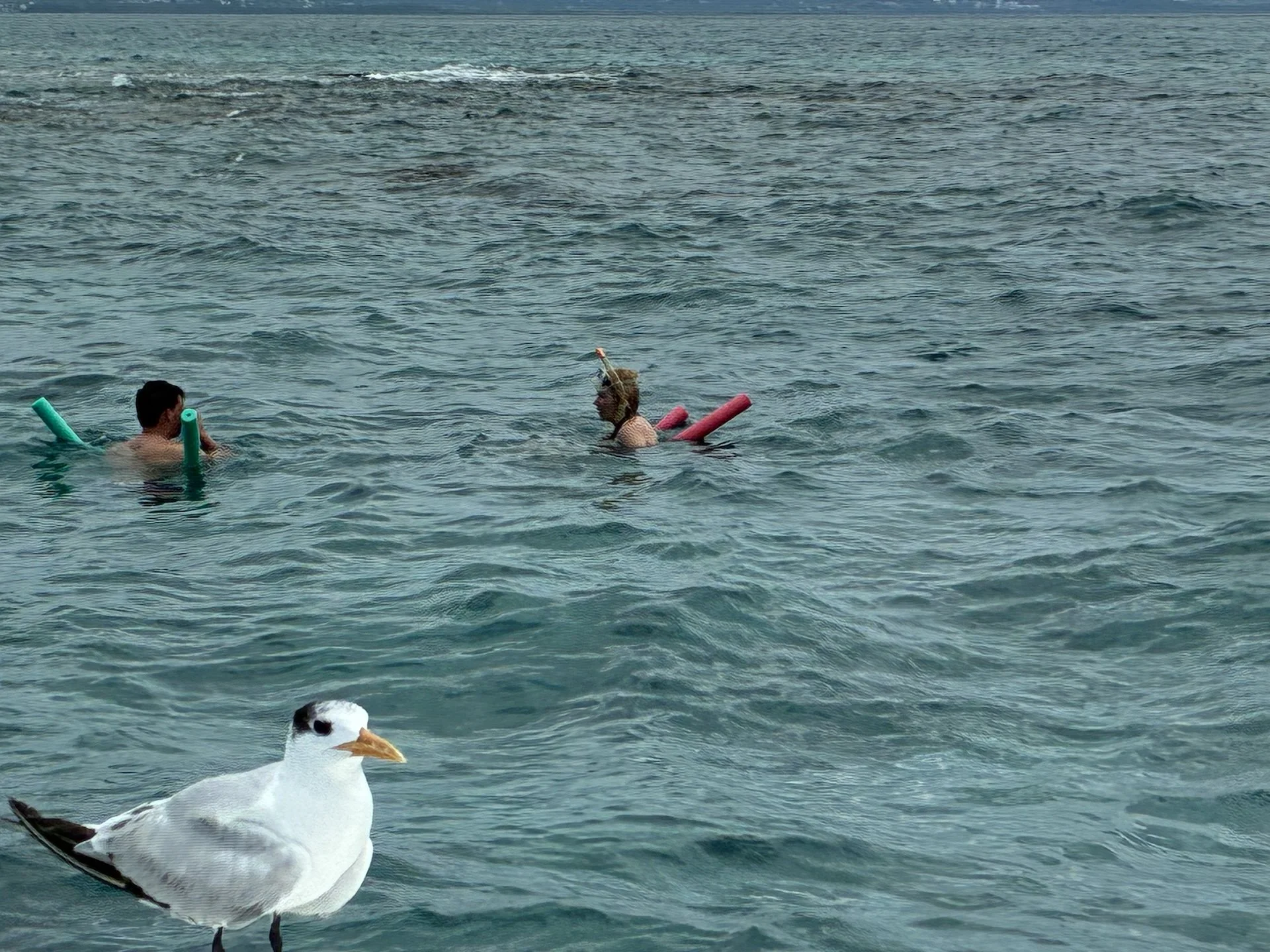 caboo-rojo-snorkeling-charter-tour.jpg