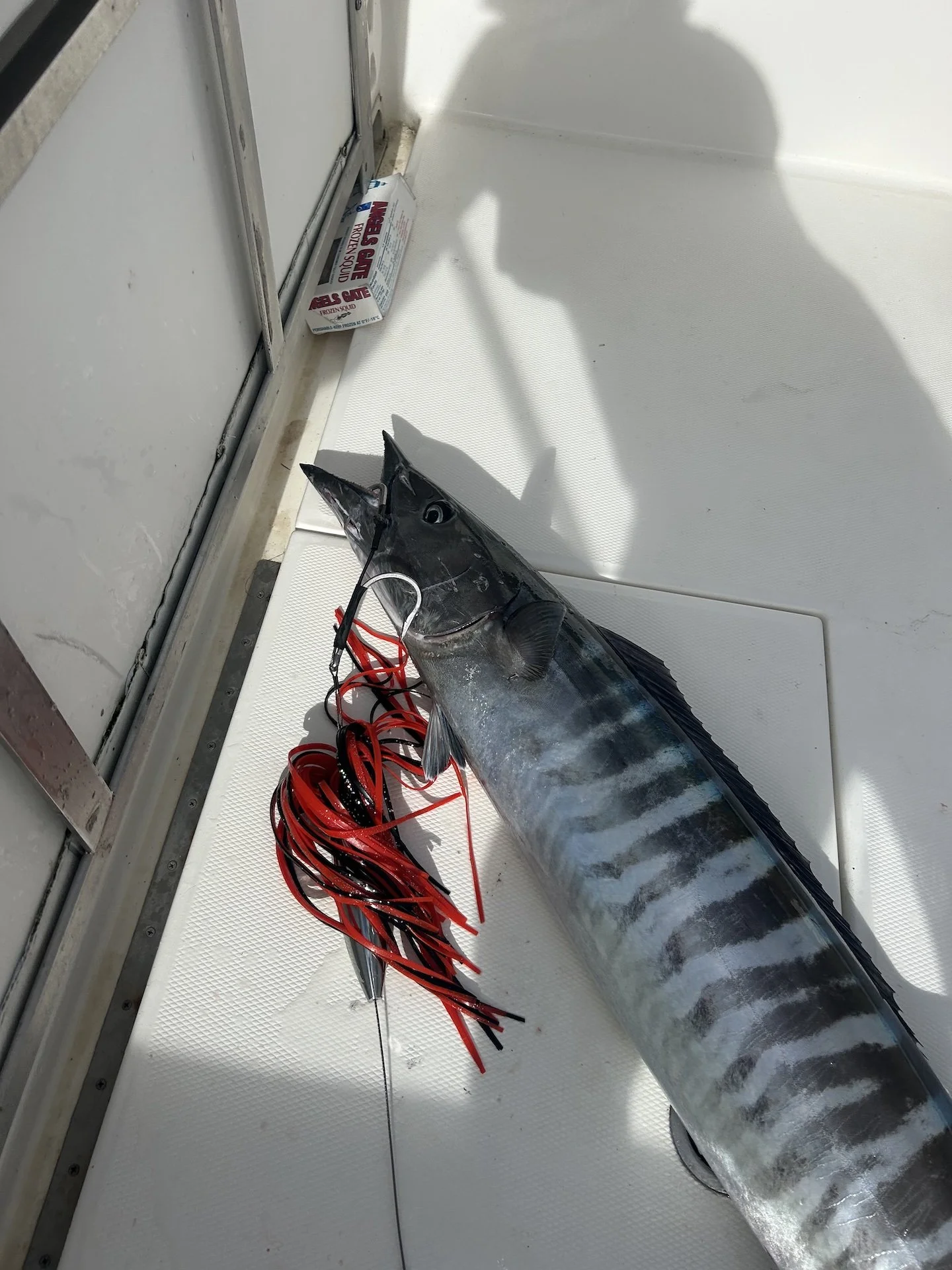 Un wahoo de trofeo picando a toda velocidad durante una salida de curricán en alta mar con Simply Caught Charters.