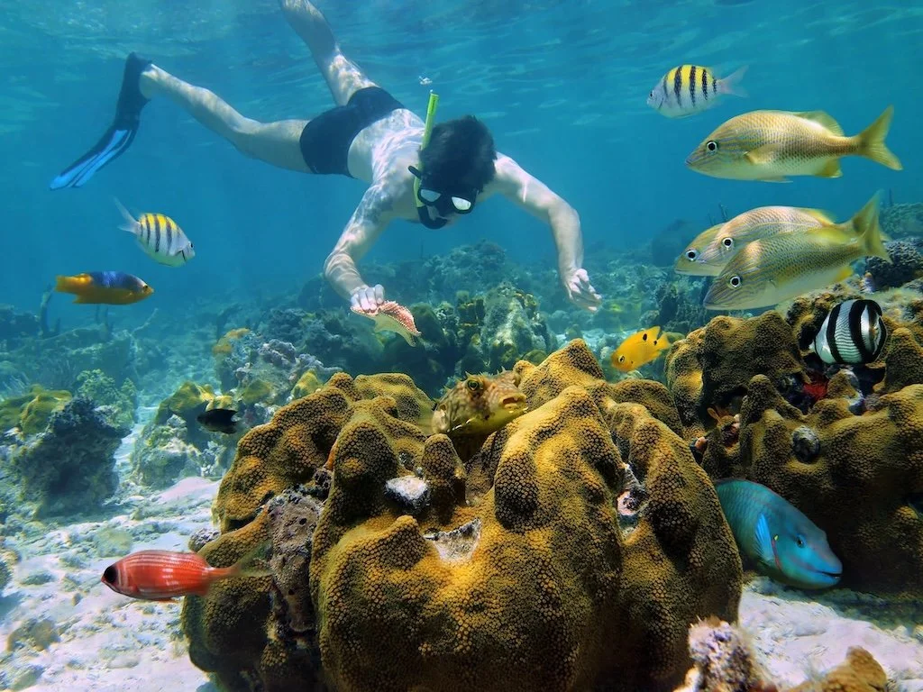 Excursiones de buceo desde la costa en Rincón