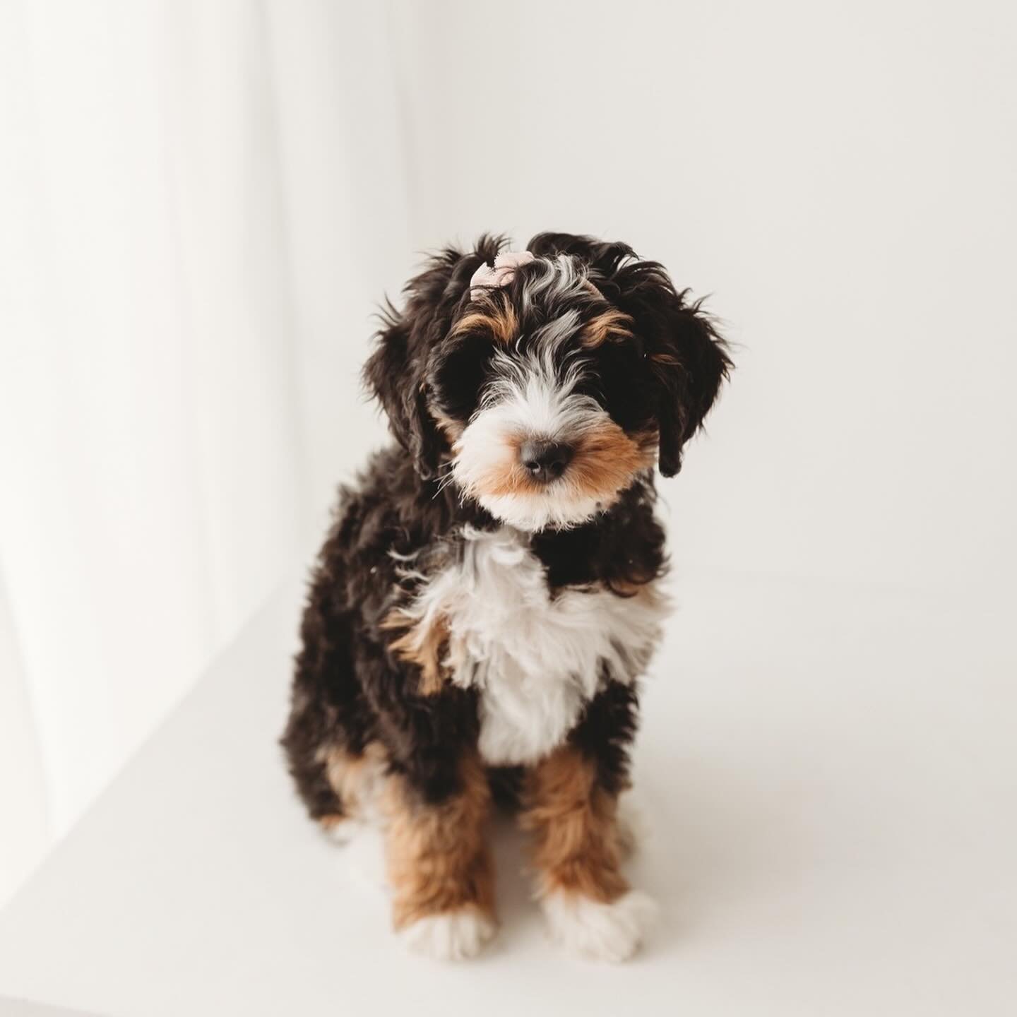 The first half of our Simply Us Sessions wrapped up this weekend, and I&rsquo;m not saying you should time a new puppy around a studio event but I&rsquo;m also saying it wouldn&rsquo;t be the worst idea 😂

I was so excited to see one of my favorite 