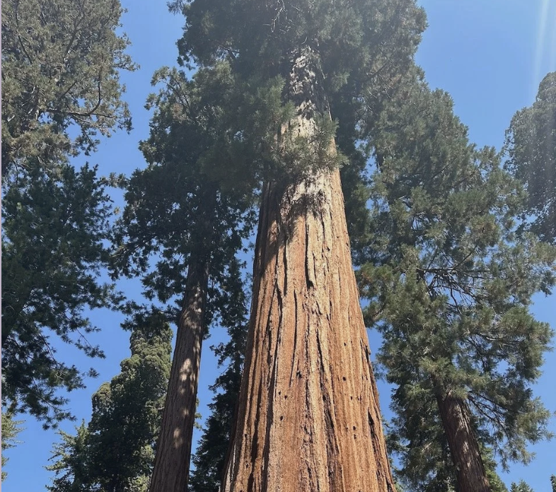 Dancing with the Tree 