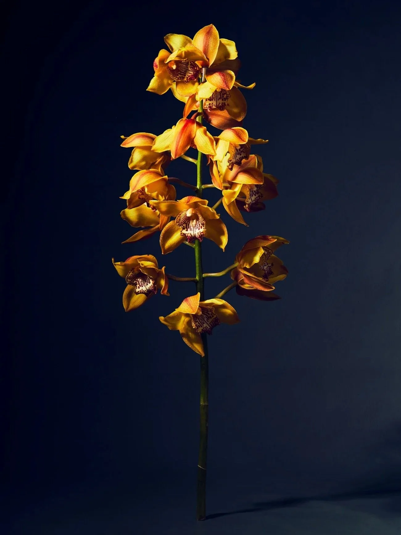 A tall stem of yellow and orange orchids against a dark background