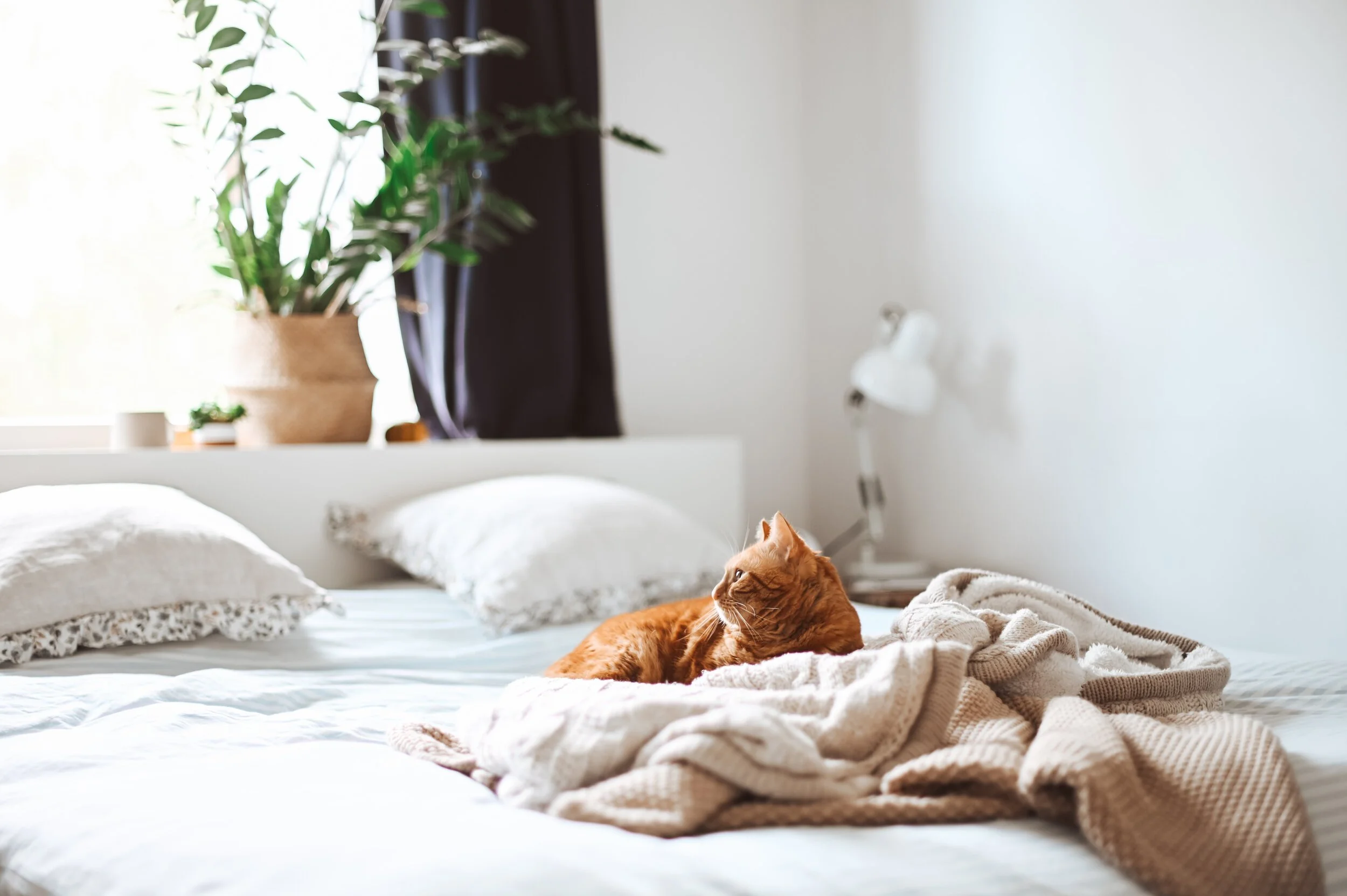 Revolutionize Your Sleep in Five Easy Steps