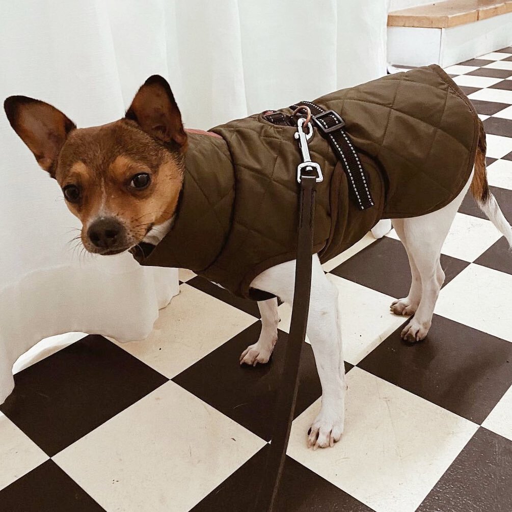 Meet Se&ntilde;or Paco, our first &rdquo;not a sausage dog&rdquo; customer 😃 pic @senor_paquito 
⠀⠀⠀⠀⠀⠀⠀⠀⠀
Should we expand our size range? 😉 
⠀⠀⠀⠀⠀⠀⠀⠀⠀
#dachshundoutfitter #freddieandco