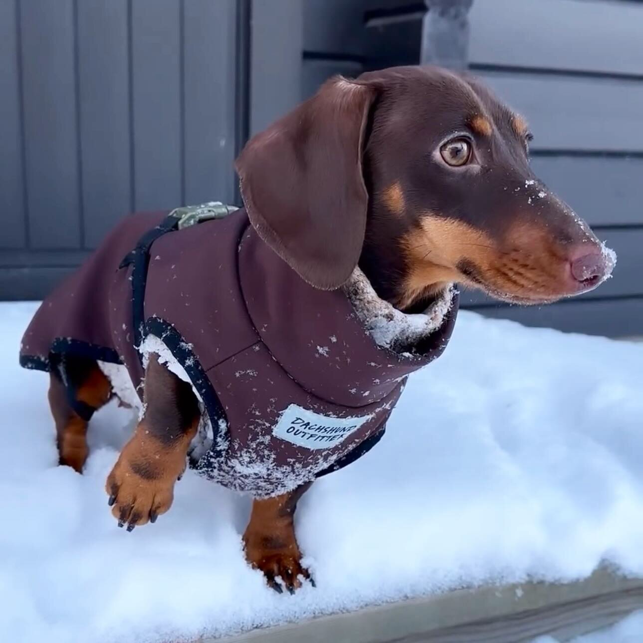 Our new friend Bertta 🩵

Thank you for the photo Bertta &amp; Co @vilmaisohirvela 

#dachshundoutfitter