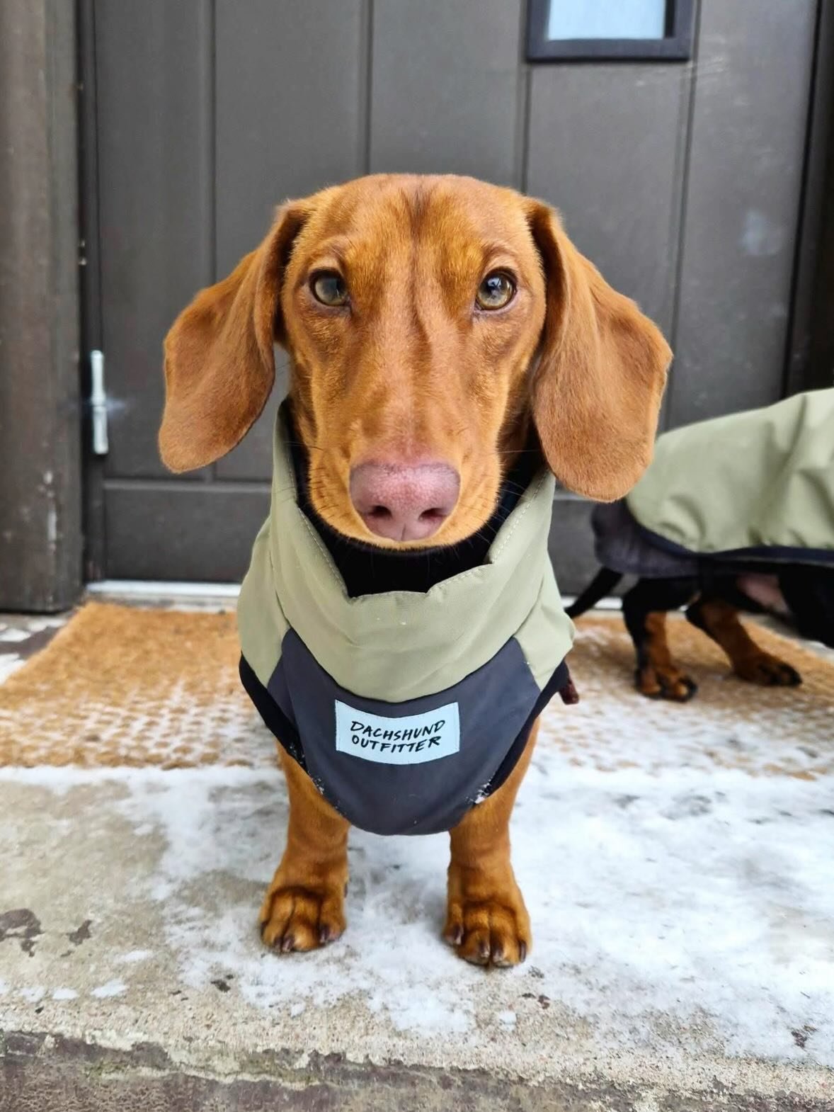 @theweens_chorizo_and_manchego rocking our winter coats ❄️🩵

#dachshundoutfitter #dachshundwinter #dachshundlife