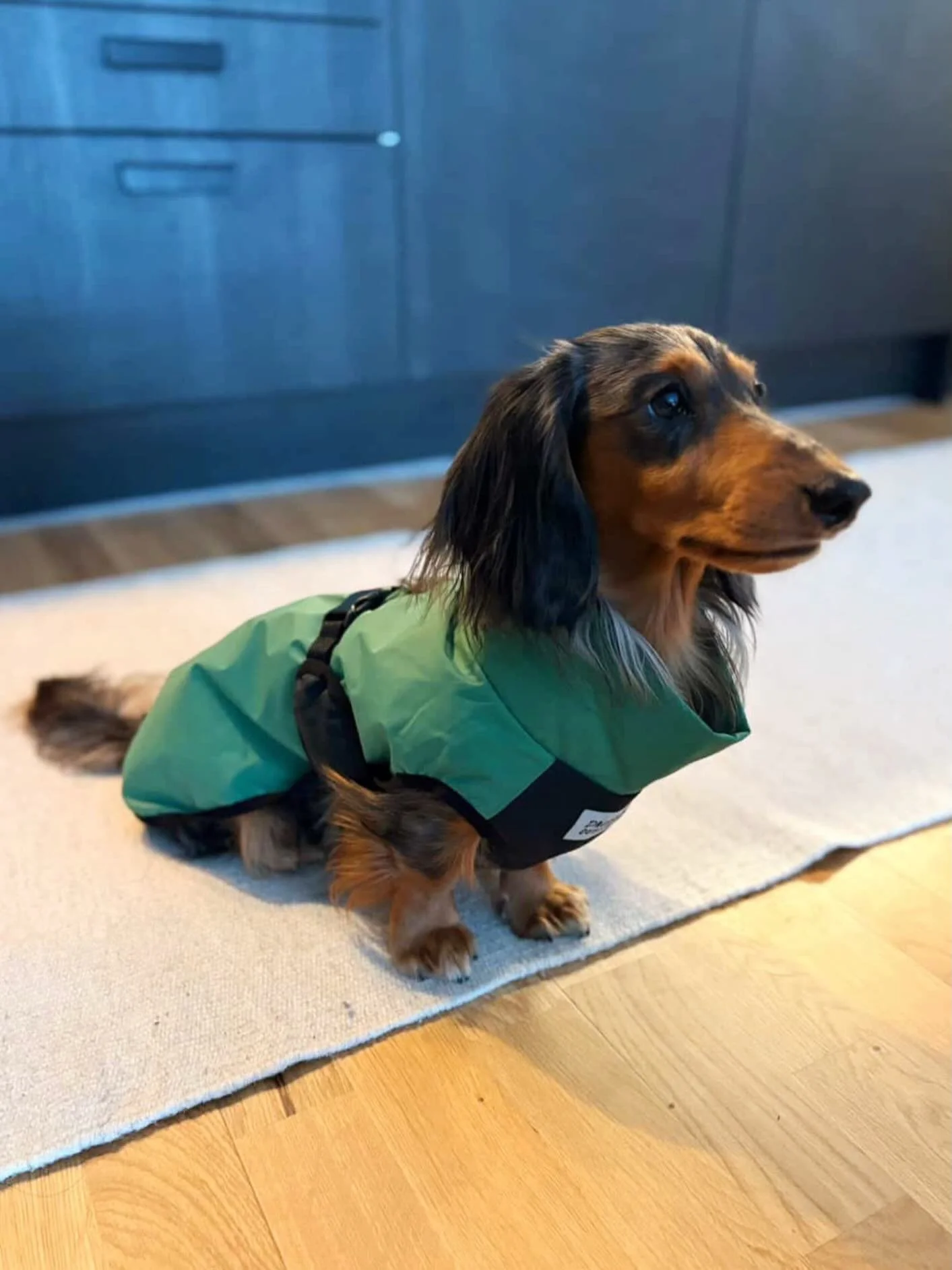 Gizmo and his new winter coat 💚🖤

Photo @antoniastolpe