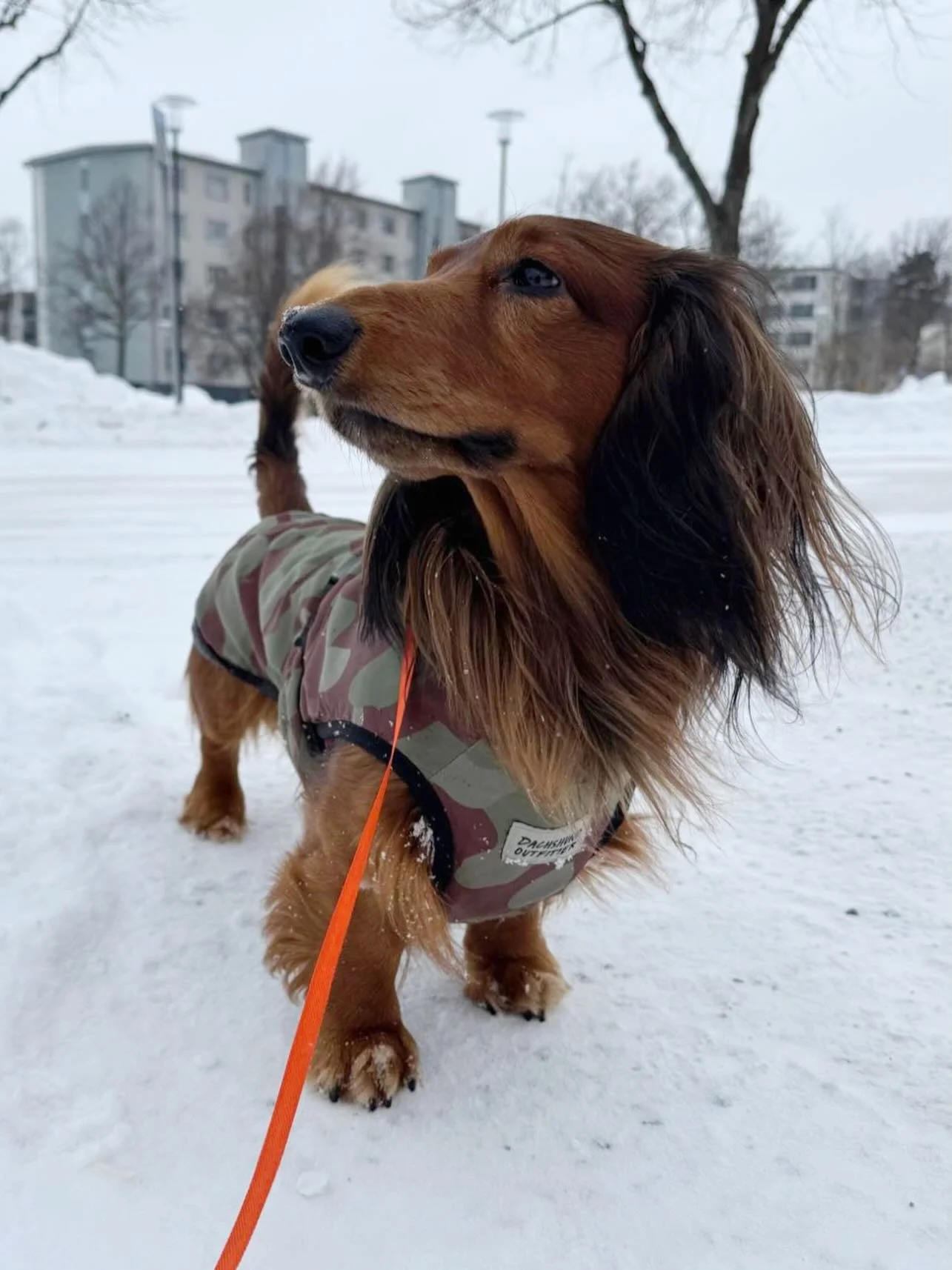 Lohjan herra Noa meid&auml;n talvirotsissa ❄️

Photo @tiiameriranta 

#m&auml;yrisjuttuja