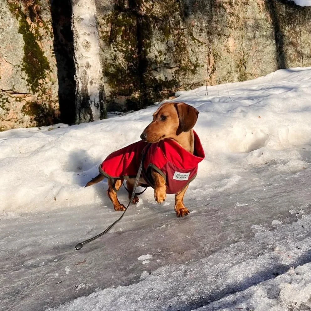 Winter dachshund looks by @viivi_theminiwiener 

Photo Viivi &amp; Family 😍

#dachshundwinter
