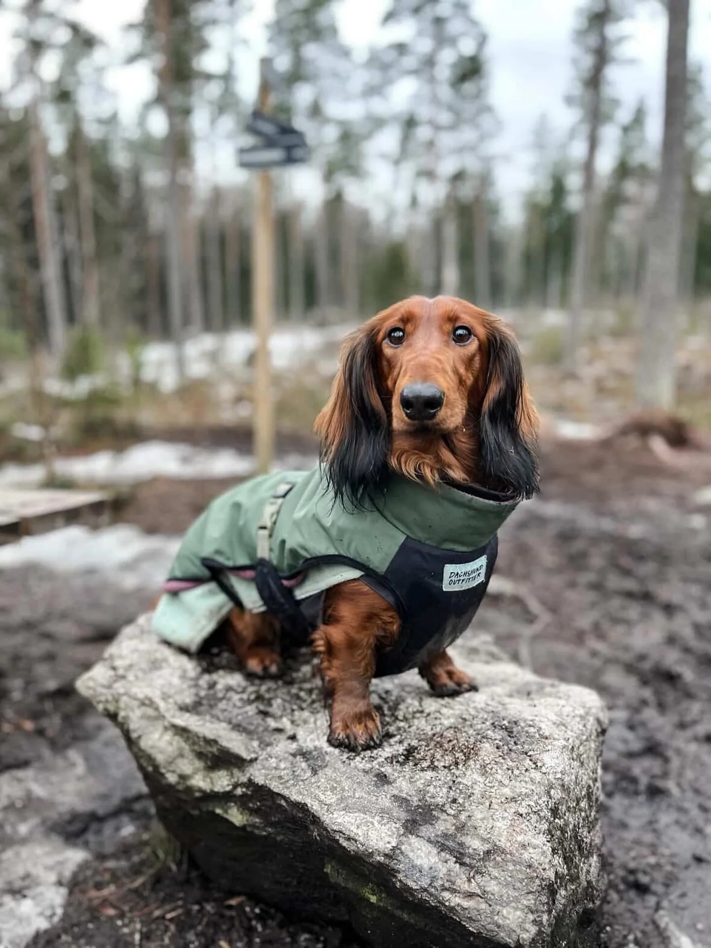 Upea @kerttudachshund 💚

Photo Kerttu &amp; family 

#dachshund #dachshundcoat #m&auml;yris #m&auml;yr&auml;koira