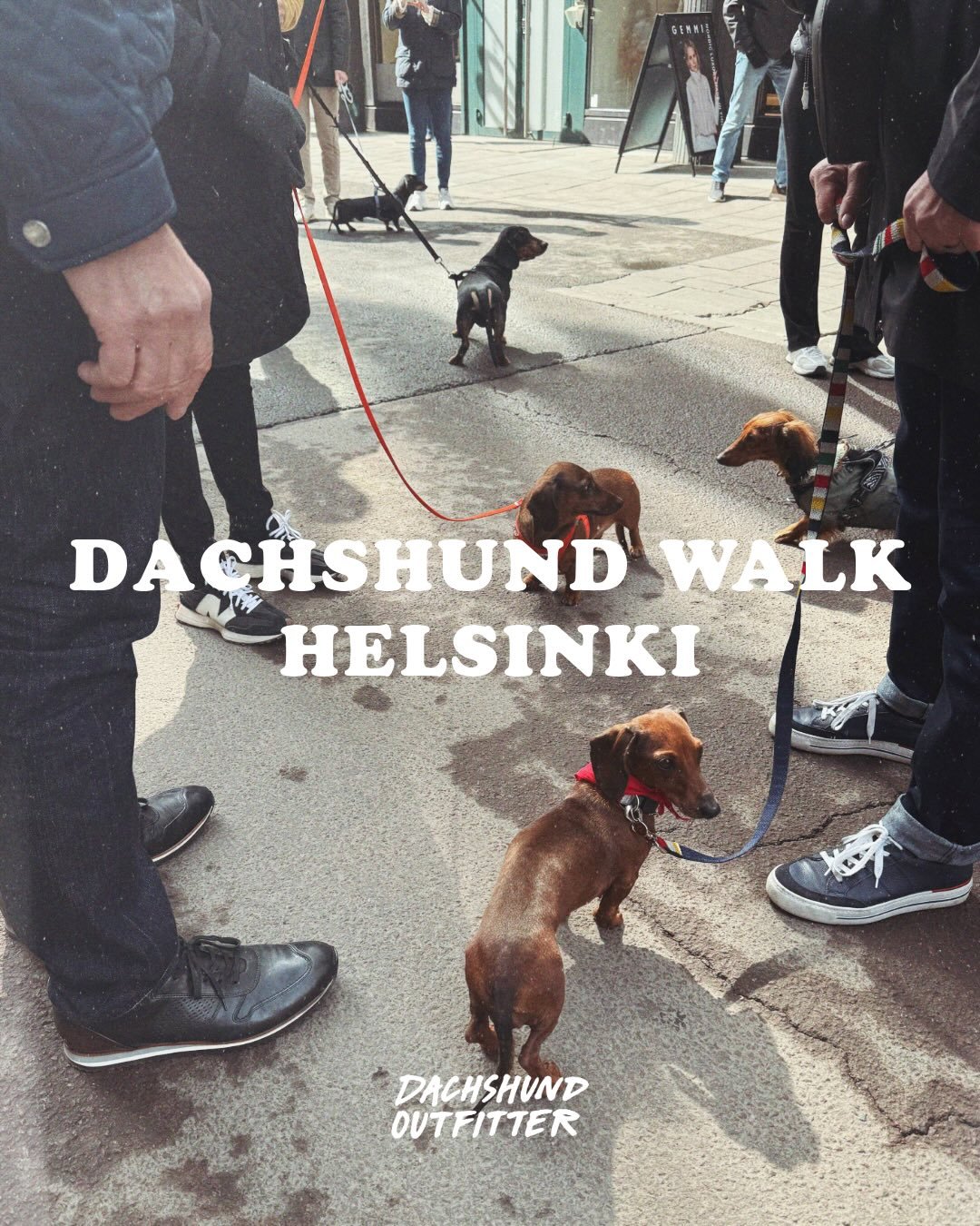 DACHSHUND WALK HELSINKI 25.4.2026 

M&auml;yrisk&auml;vely x Hobo Hotel Helsinki 
Kiitos! Oli aivan huikea k&auml;vely ja p&auml;iv&auml;! 

Kiitos @hobohel ja @lilyskitchenpetfood 💋

&bull;&bull;&bull;

What an amazing dachshund walk! Thank you! Un