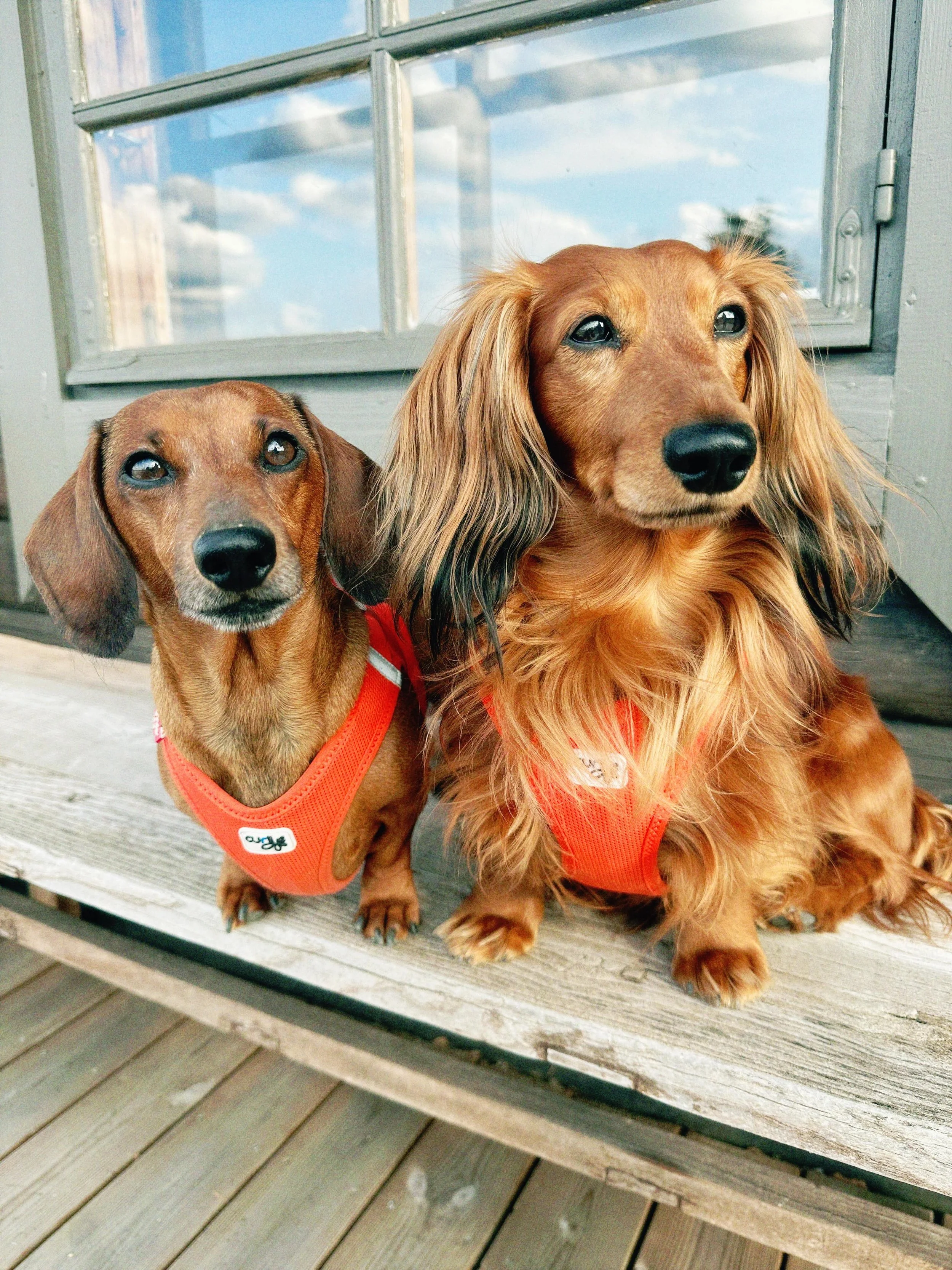 Cottage life! Season opening 🫡

#curli #dachshundlife