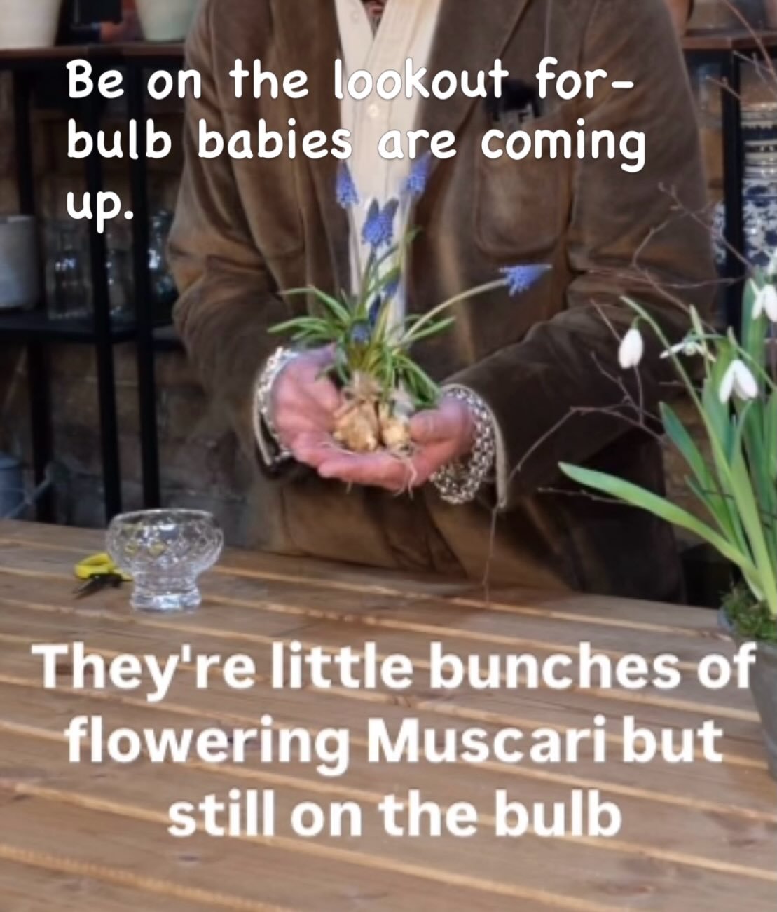 In the shop this week. Looking to get daffodils, tulips,iris, paperwhites🥰