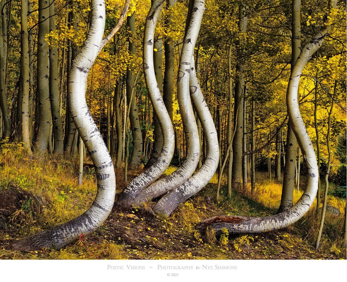 curved aspens.jpg