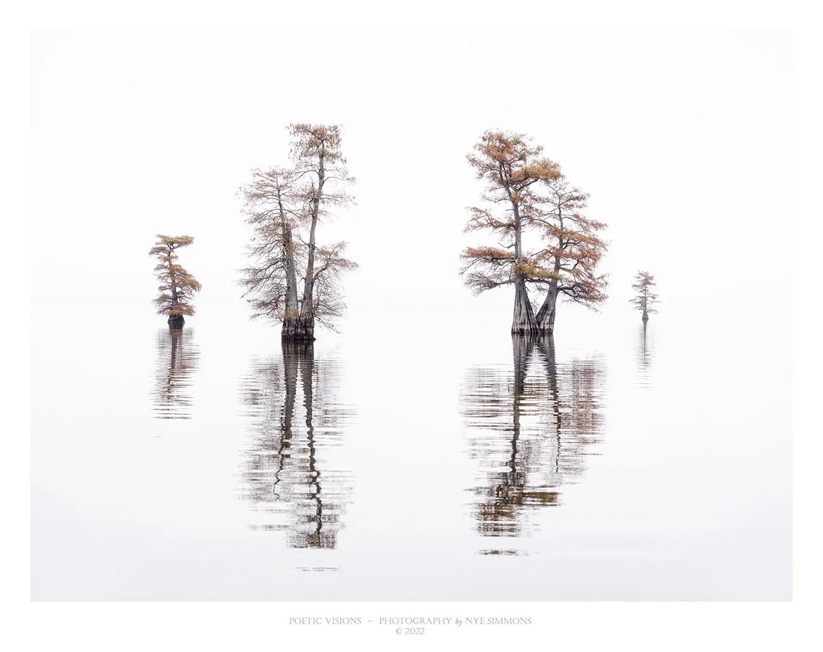 _DSF14572 forks  web.jpg