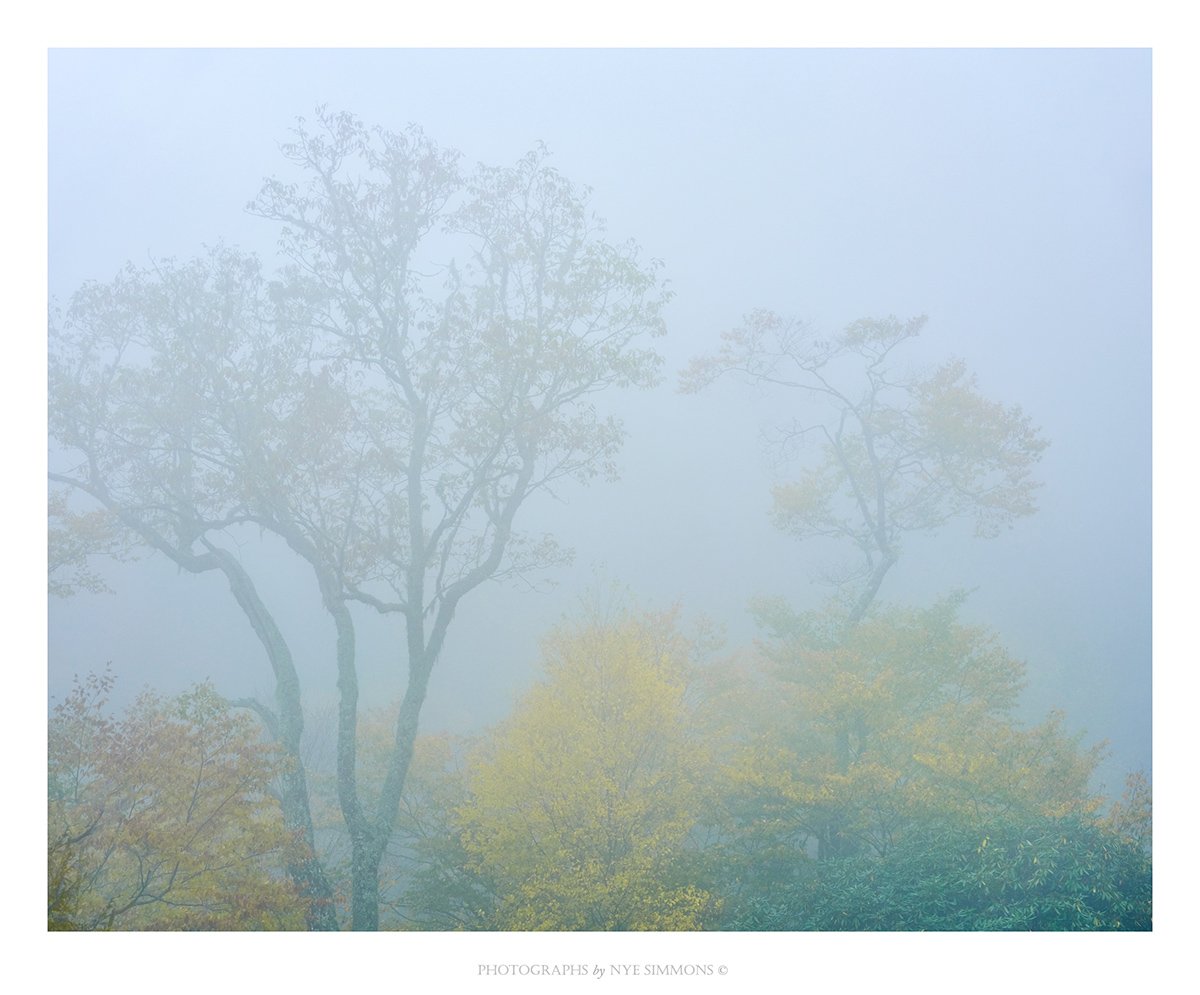 _DSF4793curved tree copy.jpg