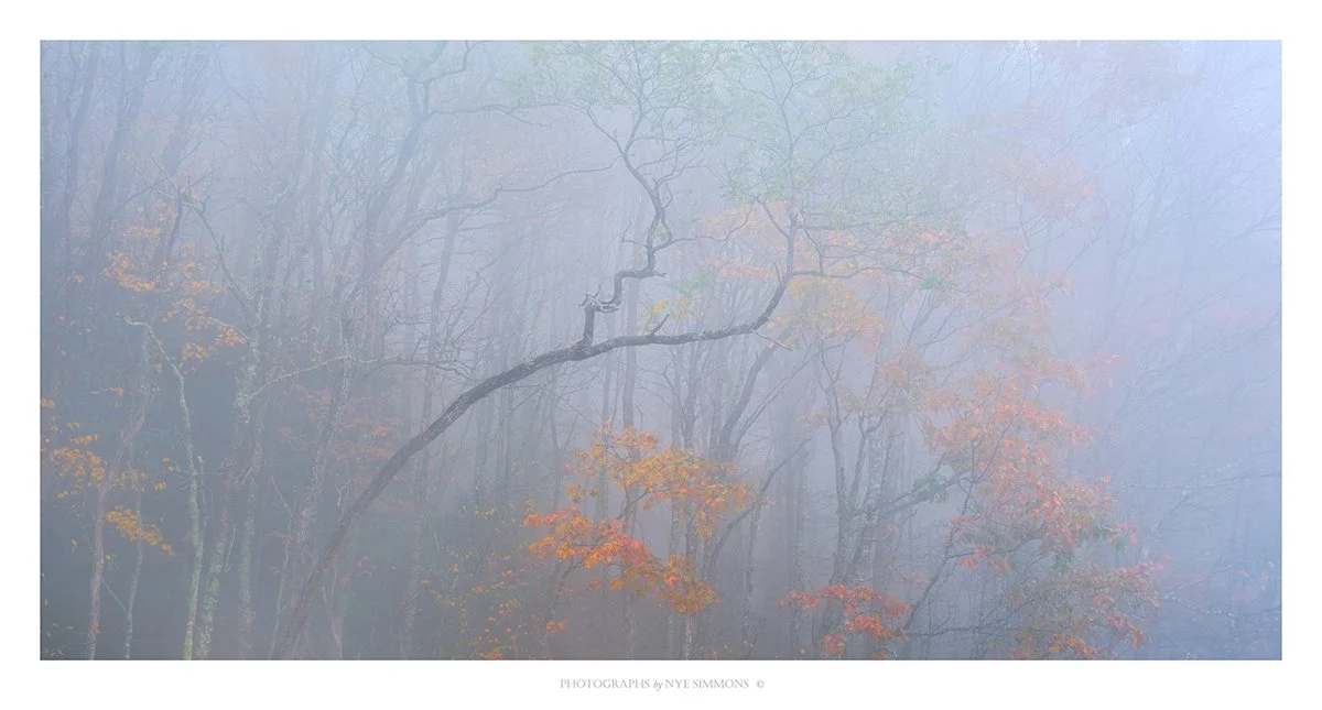 _NYE6532 curved tree for pano_ copy.jpg