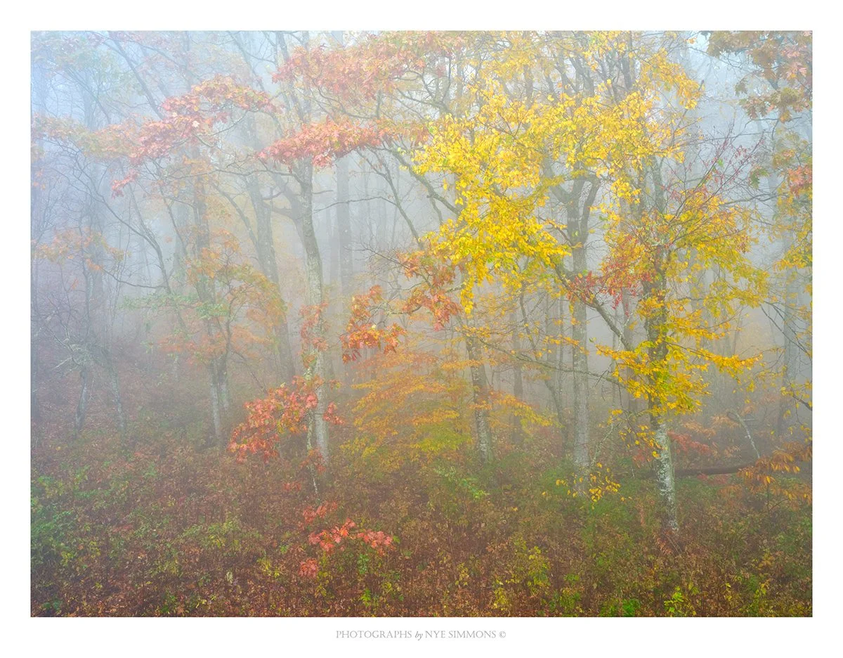 _NYE6377more fog_2 copy.jpg