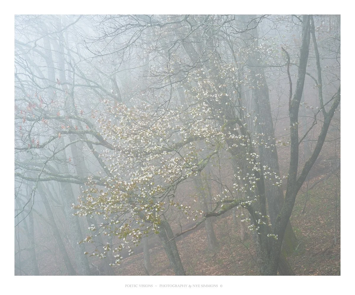 _DSF2834sarvis_1 copy.jpg