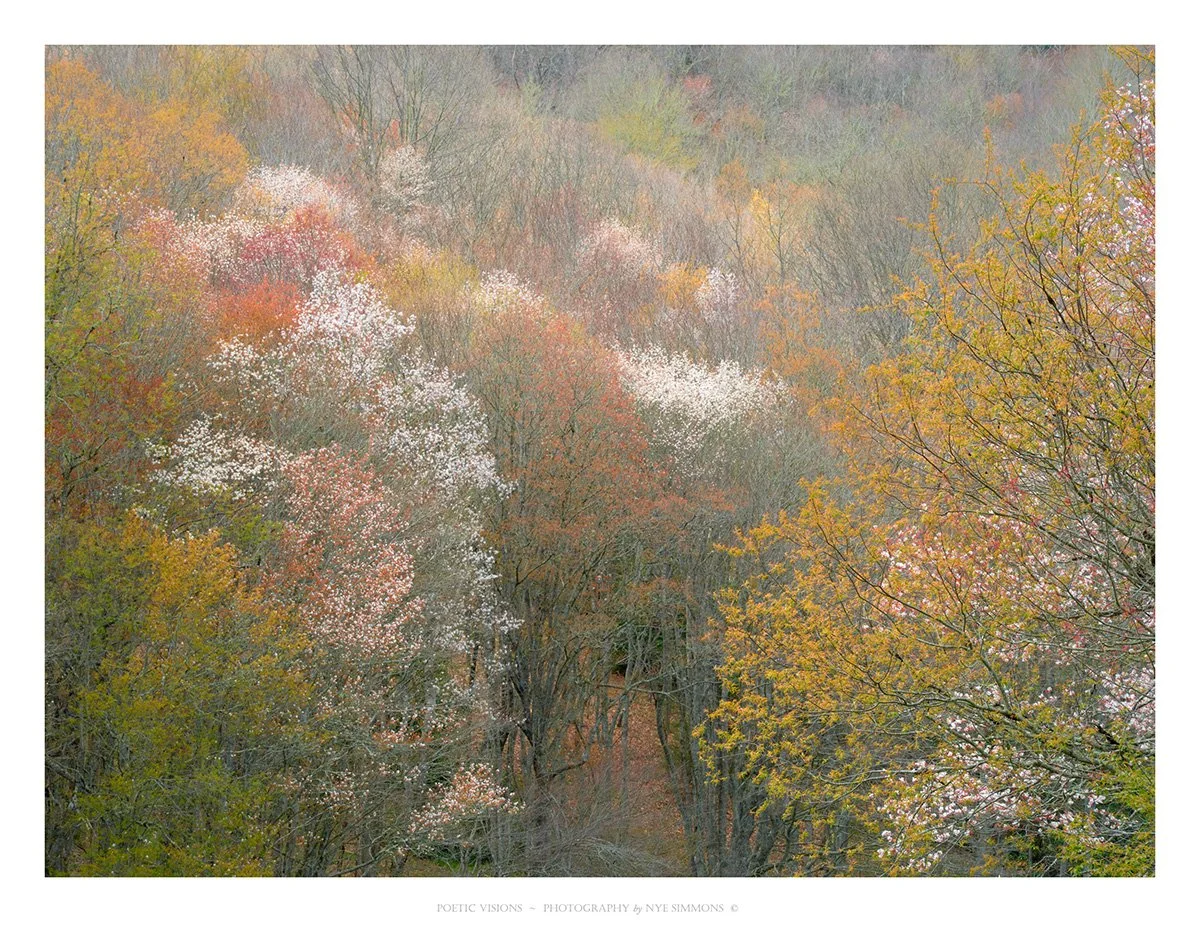 _DSF2898Soco_1 slide show.jpg