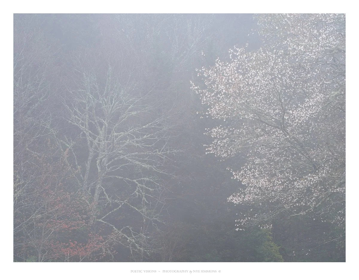 _DSF3916Sarvis and bare tree  slide show.jpg