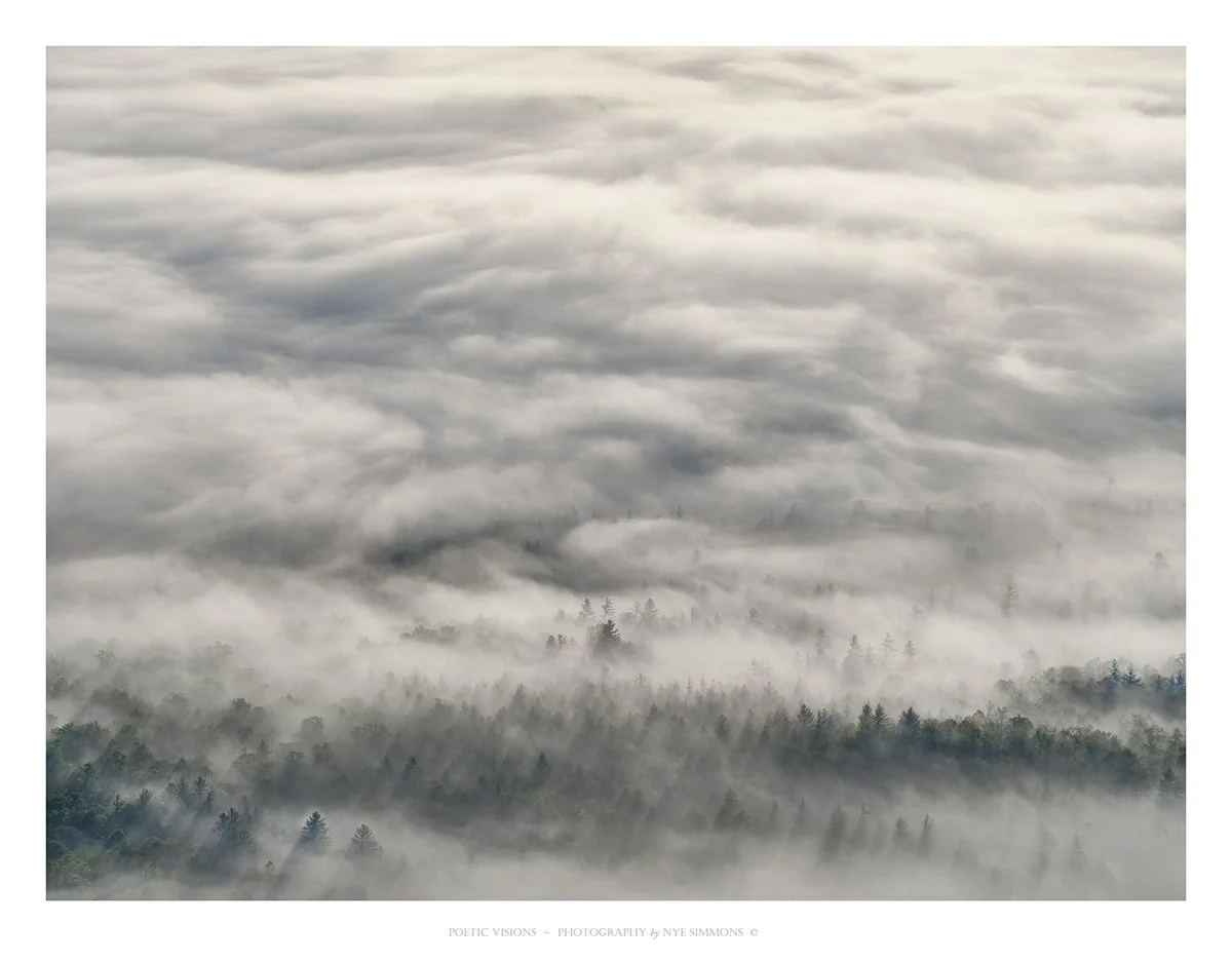 _DSF4089Pink Beds Fog slide show.jpg