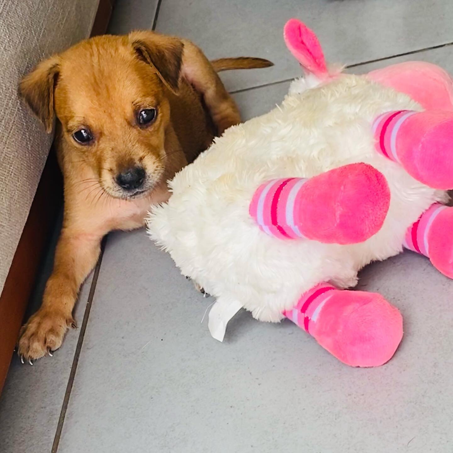 Little Jamie 
abandoned in the streets about 5 weeks old needs a forever loving home !!

Adopt#puppylove #lovedogs❤ #readyforadoption #rescuedog #cutedoggy
