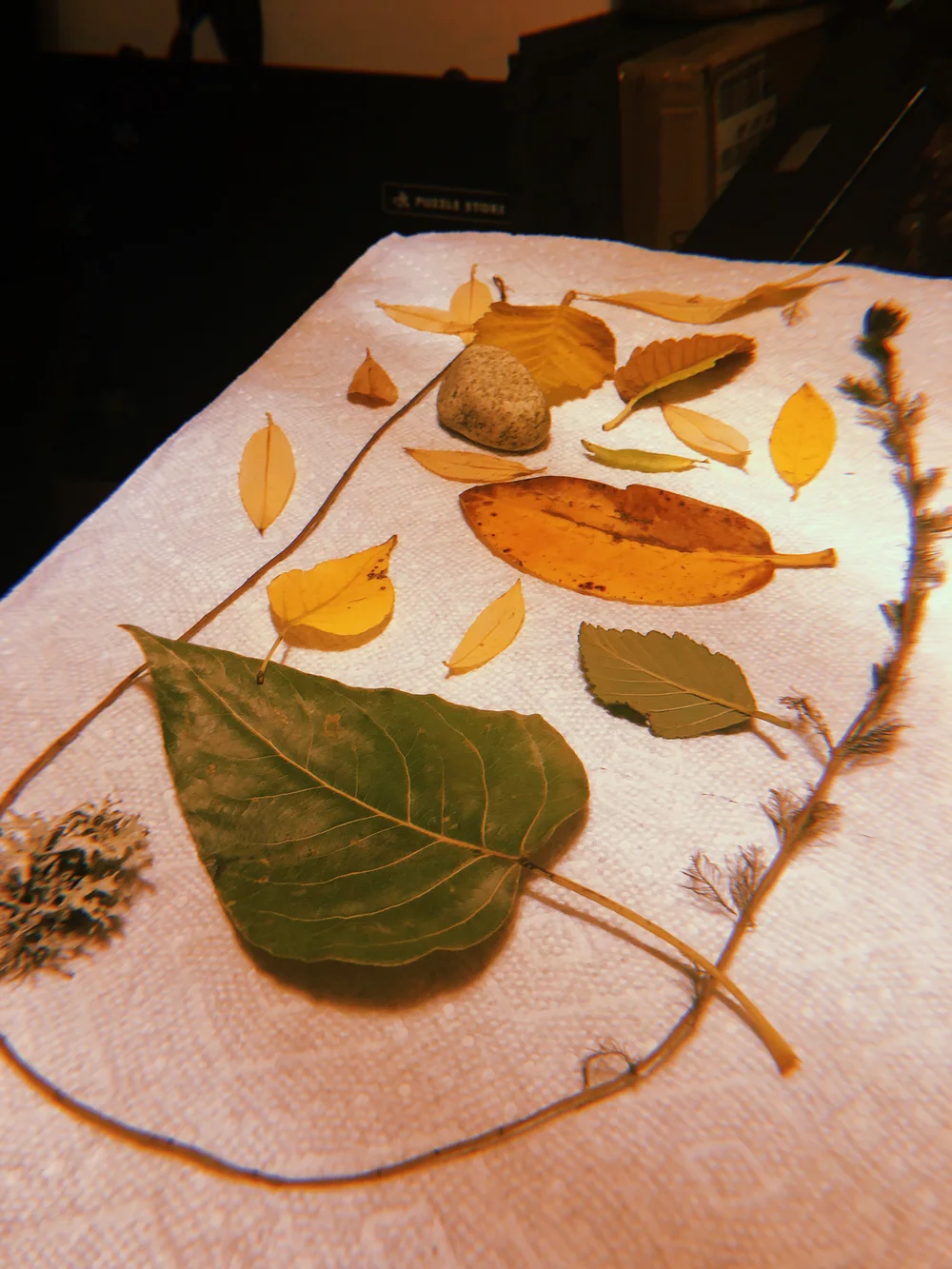 Turmeric Sun Printing — Jazmine Rose Art