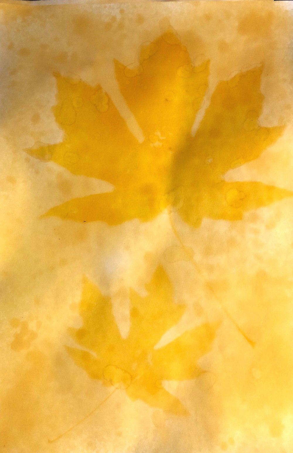 Turmeric Sun Printing — Jazmine Rose Art