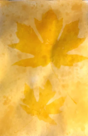 Turmeric Sun Printing — Jazmine Rose Art