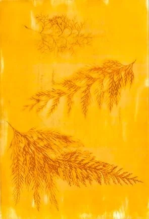 Turmeric Sun Printing — Jazmine Rose Art