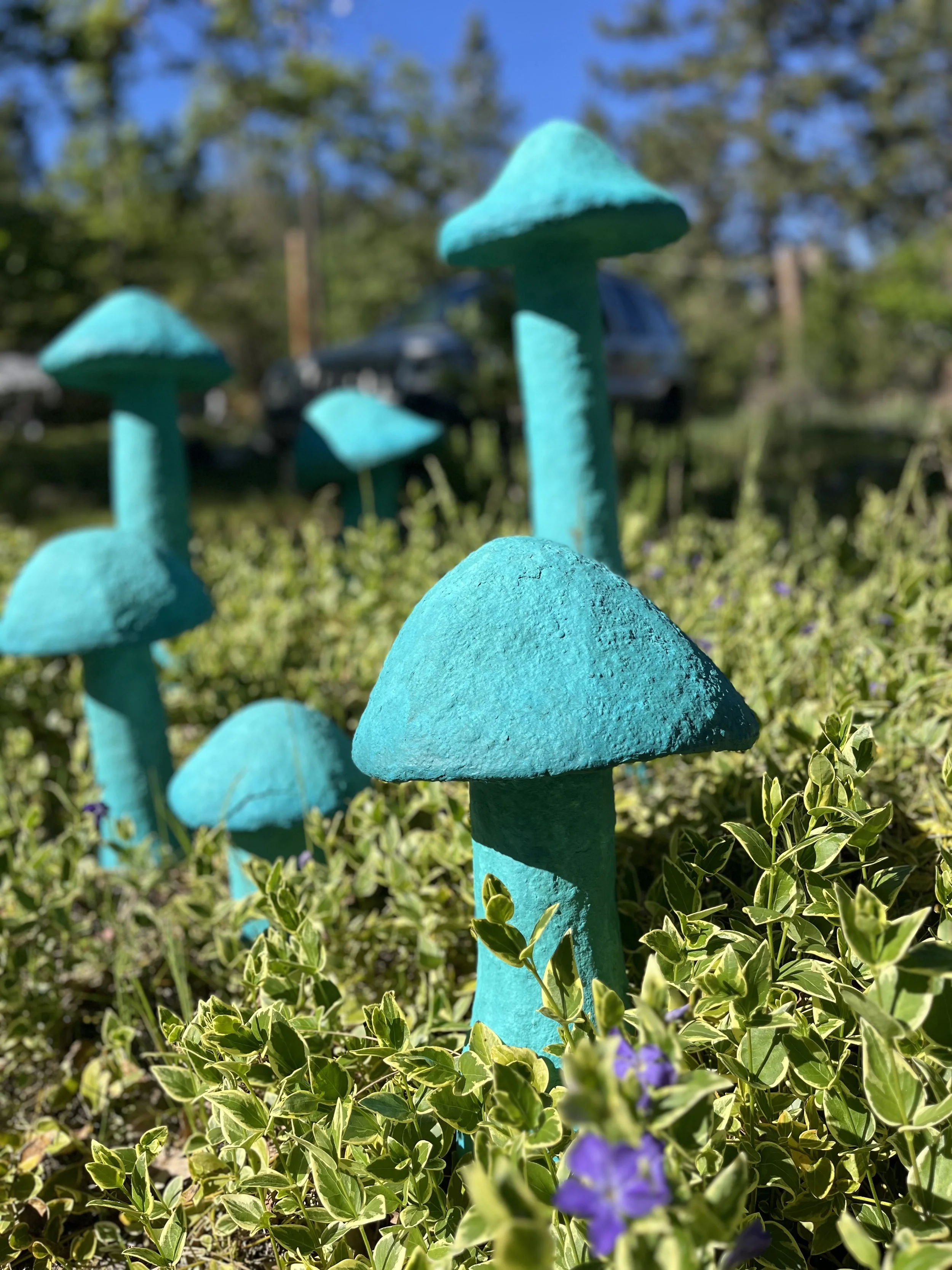 Mushroom Project Videos